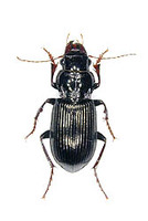 オオマルガタゴミムシ 3 exs. Amara gigantea