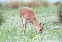 푸스고와 Przewalski's Gazelle (Procapra przewalskii)