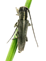 Phytoecia nigricornis