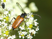 Paracorymbia maculicornis