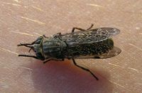 Haematopota pluvialis - Horse fly