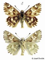 Carcharodus lavatherae - Marbled Skipper