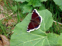 Nymphalis antiopa - Camberwell Beauty