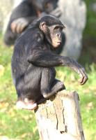 Bonobo (Pan paniscus)