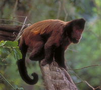 Black capuchin (Cebus nigritus robustus)