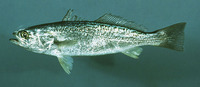 Cynoscion regalis, Gray weakfish: fisheries, gamefish, aquarium