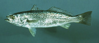 Cynoscion regalis, Gray weakfish: fisheries, gamefish, aquarium