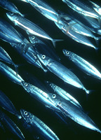 Decapterus macarellus, Mackerel scad: fisheries, gamefish, bait