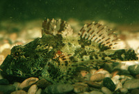 Taurulus bubalis, Longspined bullhead: aquarium