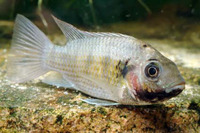 Sarotherodon melanotheron melanotheron, Blackchin tilapia: fisheries, aquaculture, aquarium