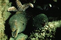 Gymnothorax mordax, California moray: fisheries, aquarium