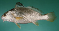 Dendrophysa russelii, Goatee croaker: fisheries