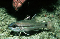 Apogon fraenatus, Bridled cardinalfish: