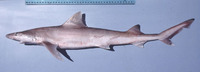 Hemigaleus microstoma, Sicklefin weasel shark: fisheries