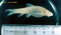 Iranocypris typhlops, Iran cave barb: