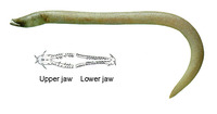 Aplatophis chauliodus, Fangtooth snake eel: