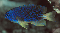 Pomacentrus caeruleus, Caerulean damsel: