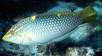 Halichoeres hortulanus, Checkerboard wrasse: fisheries, aquarium