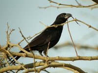 8434  Witsnavelbuffelwever - White-billed Buffalo-Weaver - Bubalornis albirostris