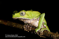 Whiteilined Monkey Frog - Phyllomedusa vaillante