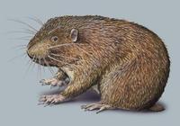 Image of: Aplodontia rufa (mountain beaver)