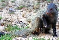 Image of: Herpestes vitticollis (striped-necked mongoose)