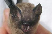 Image of: Hipposideros pygmaeus (Philippine pygmy roundleaf bat)