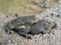 Bombina variegata - Yellow-Bellied Toad