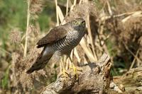 Accipiter nisus - Eurasian Sparrowhawk