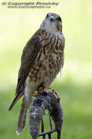 Falco columbarius - Merlin