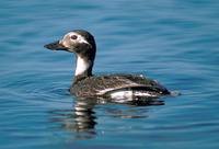 Clangula hyemalis - Long-tailed Duck