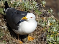 Larus cachinnans atlantis