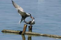 Sterna hirundo - Common Tern