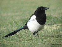 Pica pica - European Magpie