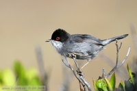Sylvia melanocephala - Sardinian Warbler
