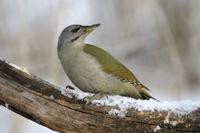 Picus canus - Grey-headed Woodpecker