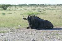 Connochaetes taurinus - Brindled Gnu