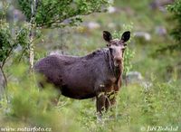 Alces alces alces - European Elk