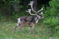 Rangifer tarandus - Reindeer