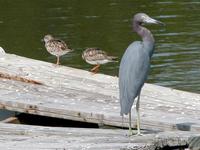 Image of: Arenaria interpres (ruddy turnstone), Egretta caerulea (little blue heron)