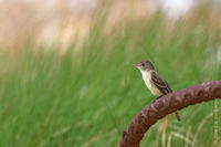 Image of: Empidonax traillii (willow flycatcher)