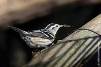 Image of: Mniotilta varia (black-and-white warbler)