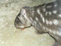 Agouti taczanowskii - Mountain Paca