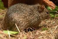 Arvicanthis niloticus - African Grass Rat