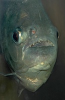 Pygocentrus nattereri - Red Bellied Piranha