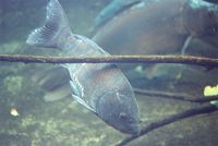 Cyprinus carpio - Common Carp