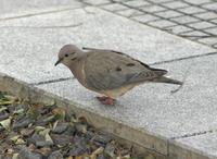 Image of: Zenaida auriculata (eared dove)