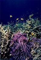 Image of: Amphiprion clarkii (black clown)