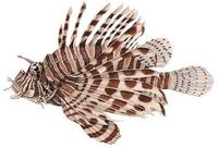 Image of: Pterois volitans (firefish)