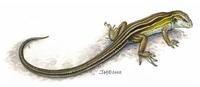 Image of: Cnemidophorus sexlineatus (six-lined racerunner)